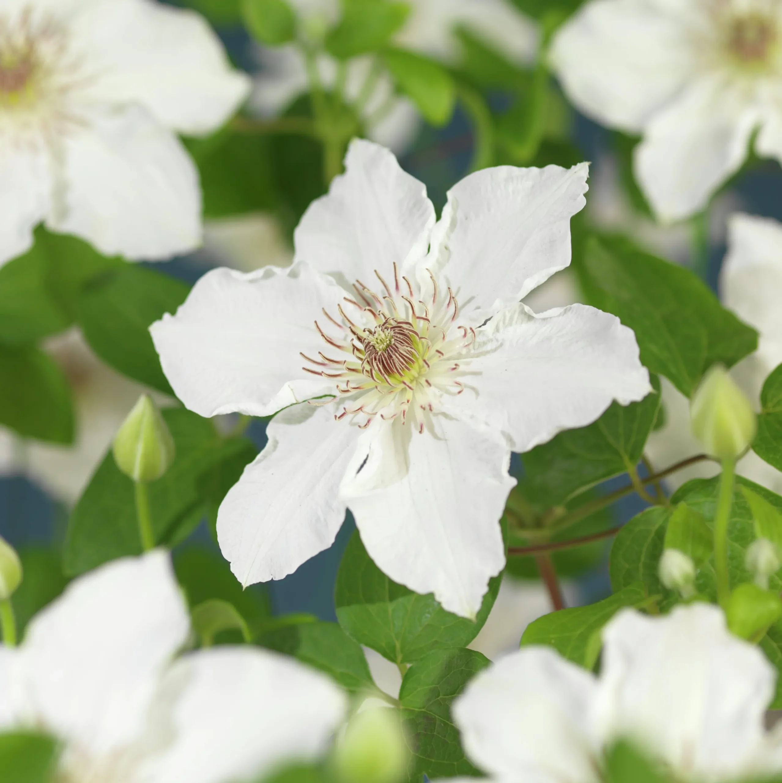 Klematis 'Destiny'>Omnia garden