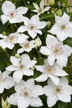 Klematis 'Destiny'>Omnia garden