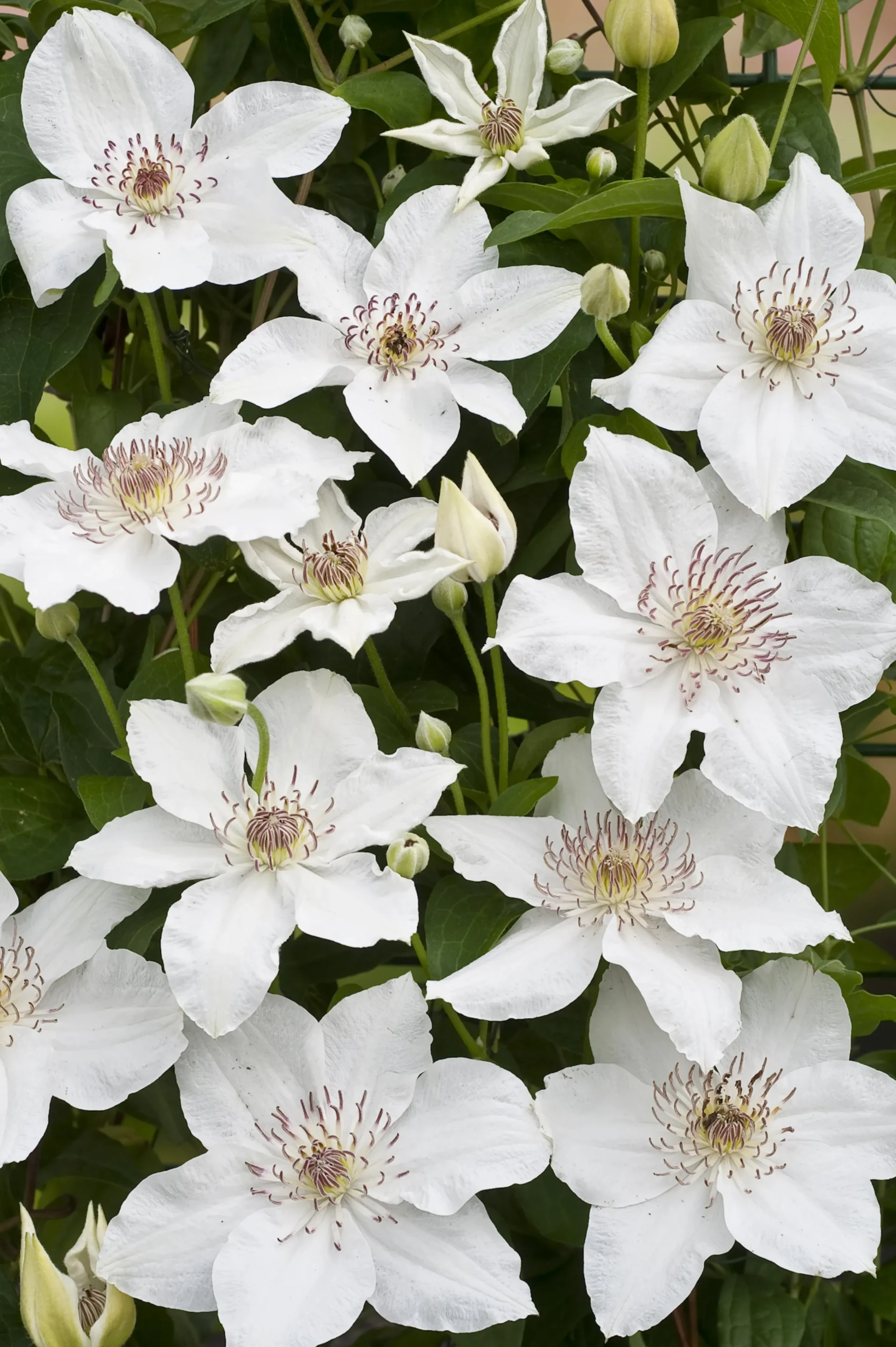 Klematis 'Destiny'>Omnia garden