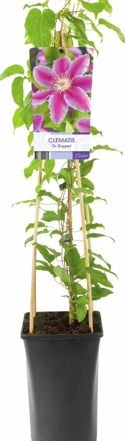 Klematis 'Dr Ruppel'>Omnia garden Outlet