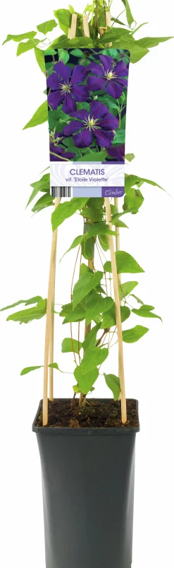 Klematis 'Etolie e'>Omnia garden Online