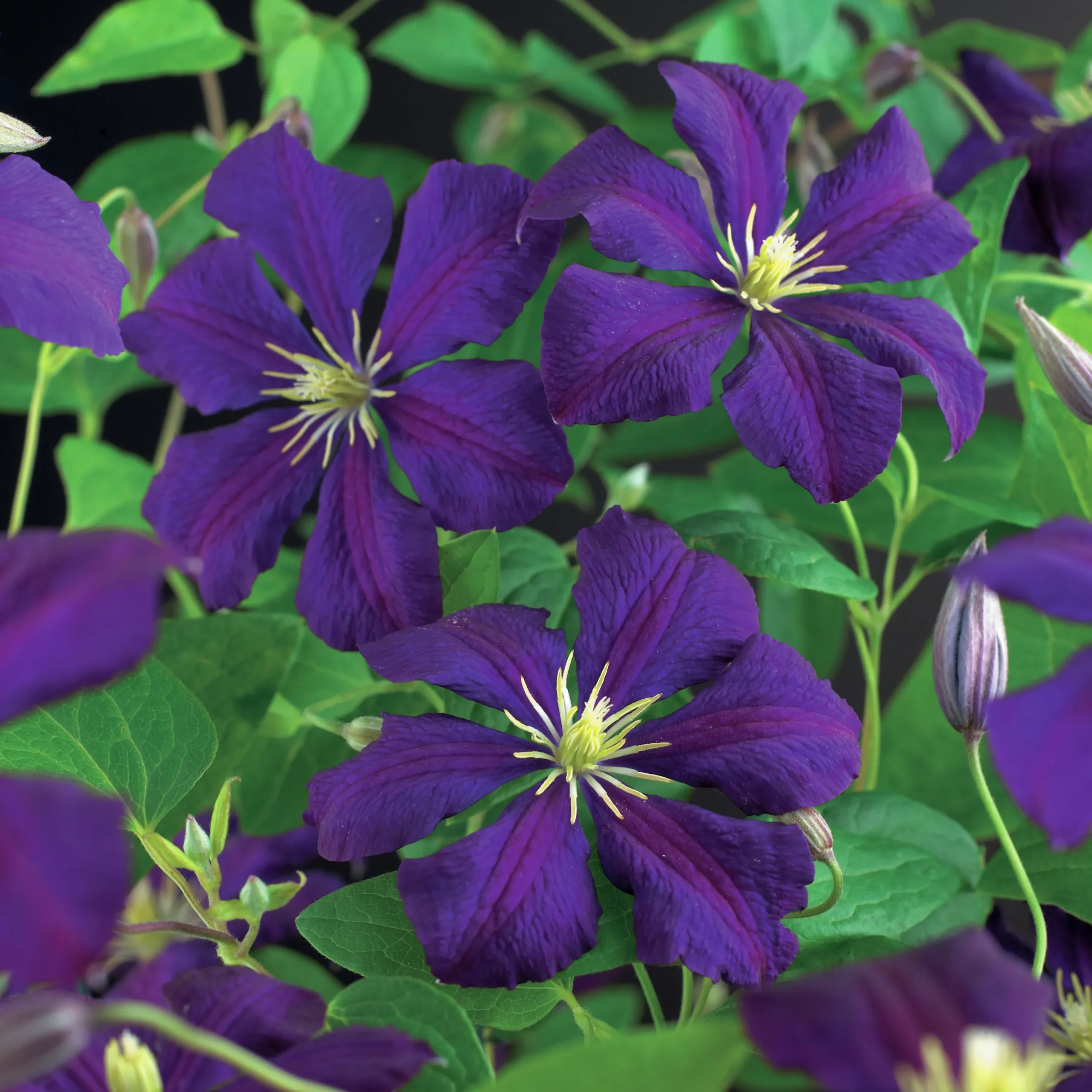 Klematis 'Etolie e'>Omnia garden Online