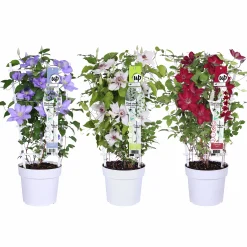 Klematis Evision Mix Båge 19cm kruka>Danblumen Outlet