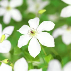 Klematis 'Forever Friends'>Omnia garden