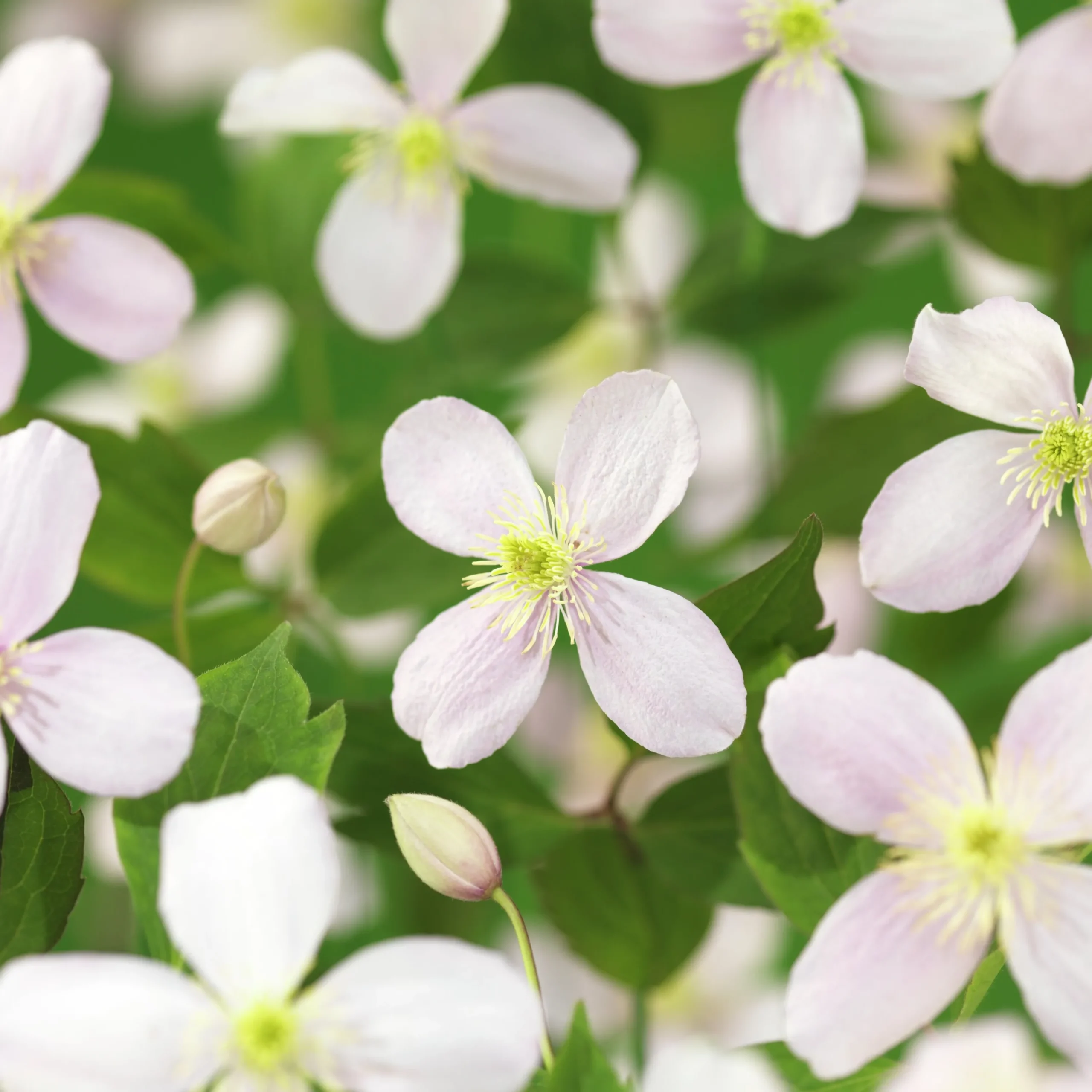 Klematis 'Fragrant Spring'>Omnia garden Hot