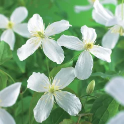 Klematis 'Grandiflora'>Omnia garden Clearance