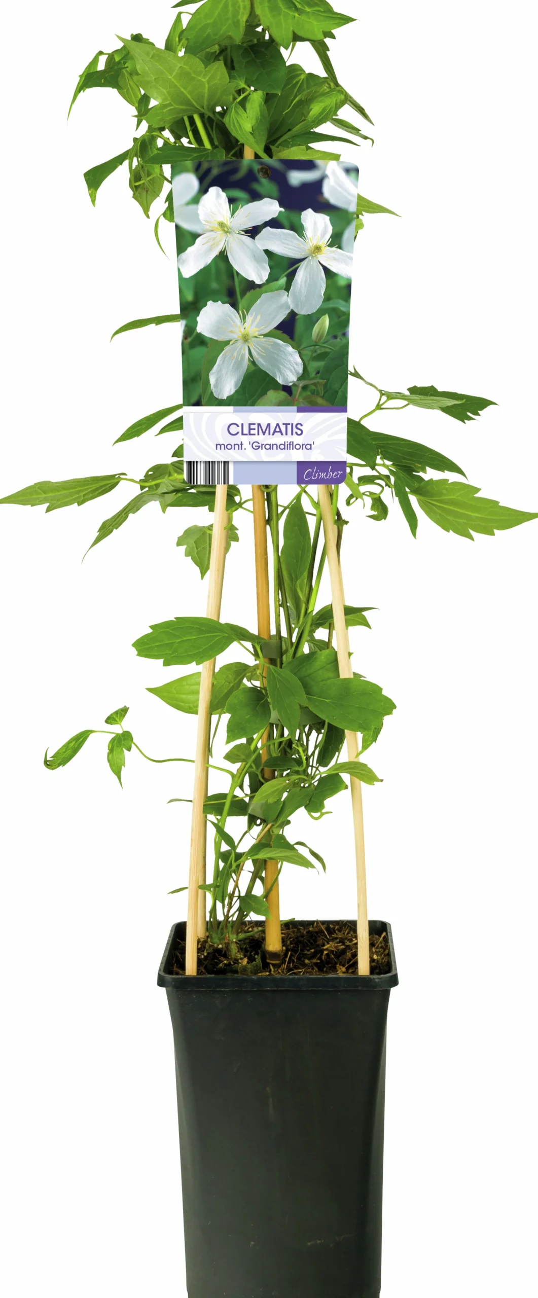 Klematis 'Grandiflora'>Omnia garden Clearance