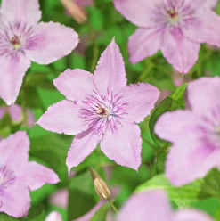 Klematis 'Hagley Hybrid'>Omnia garden Hot