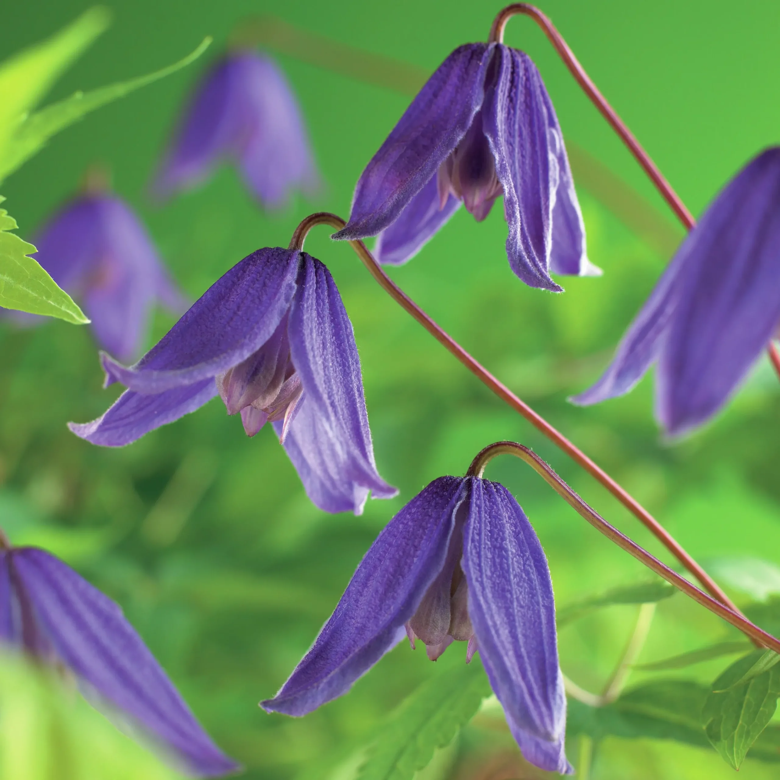 Klematis 'Helsingborg'>Omnia garden Sale