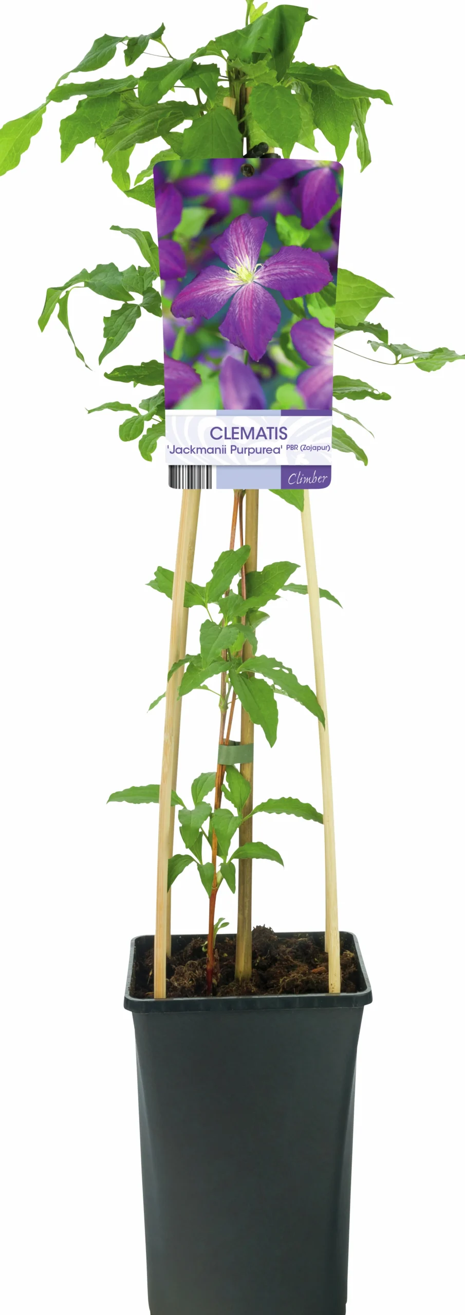 Klematis 'Jackmanii Purpurea'>Omnia garden Discount