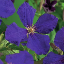 Klematis 'Jackmannii'>Omnia garden Clearance