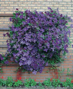 Klematis 'Jackmannii'><noscript><img width=
