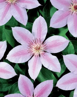 Klematis 'Jan Pawel II'>Omnia garden Best
