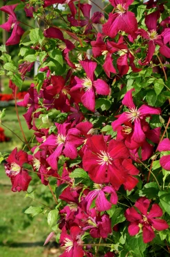Klematis 'Madame Julia Correvon'>Omnia garden Sale