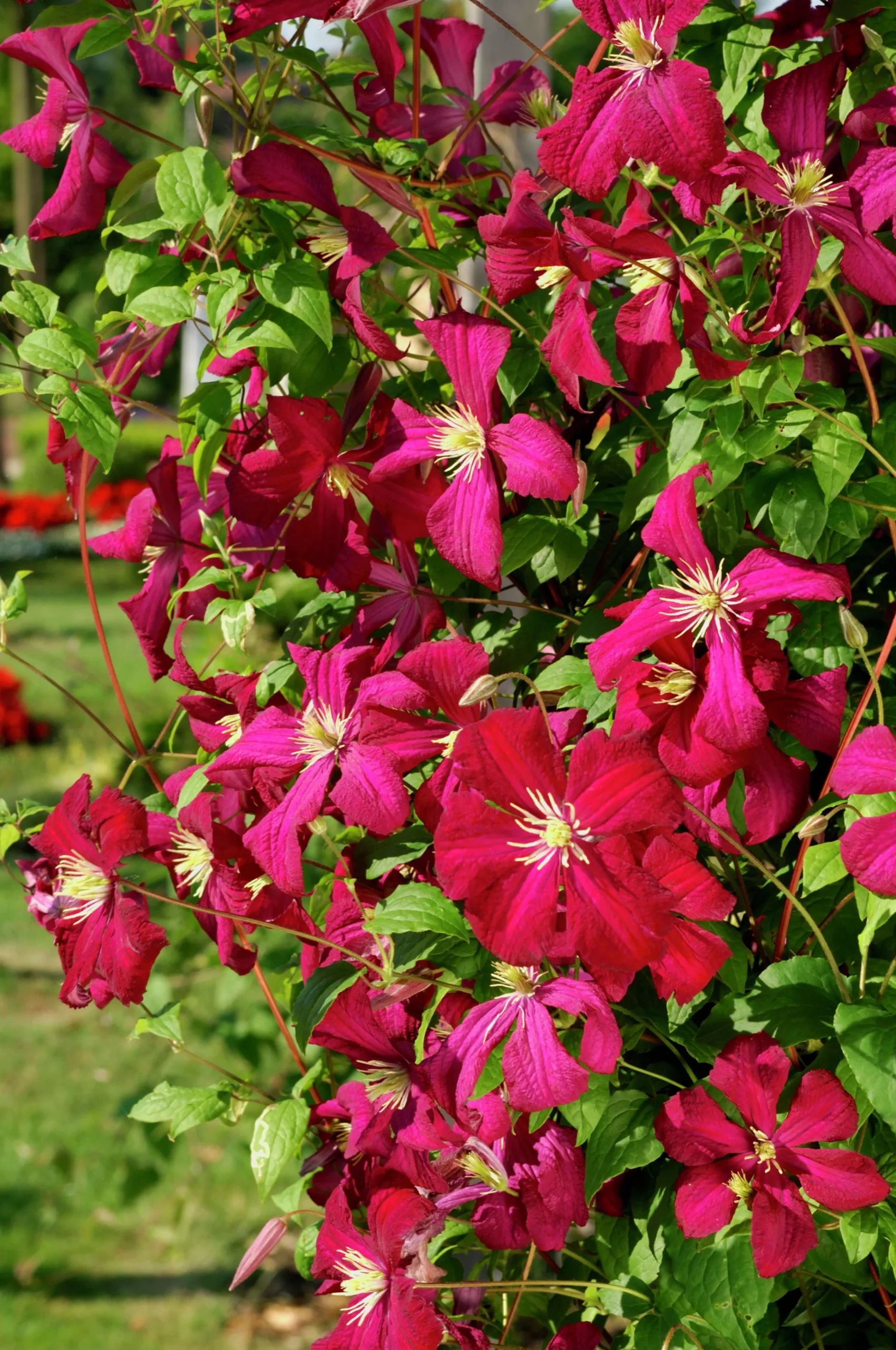 Klematis 'Madame Julia Correvon'>Omnia garden Sale