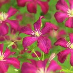 Klematis 'Madame Julia Correvon'><noscript><img width=