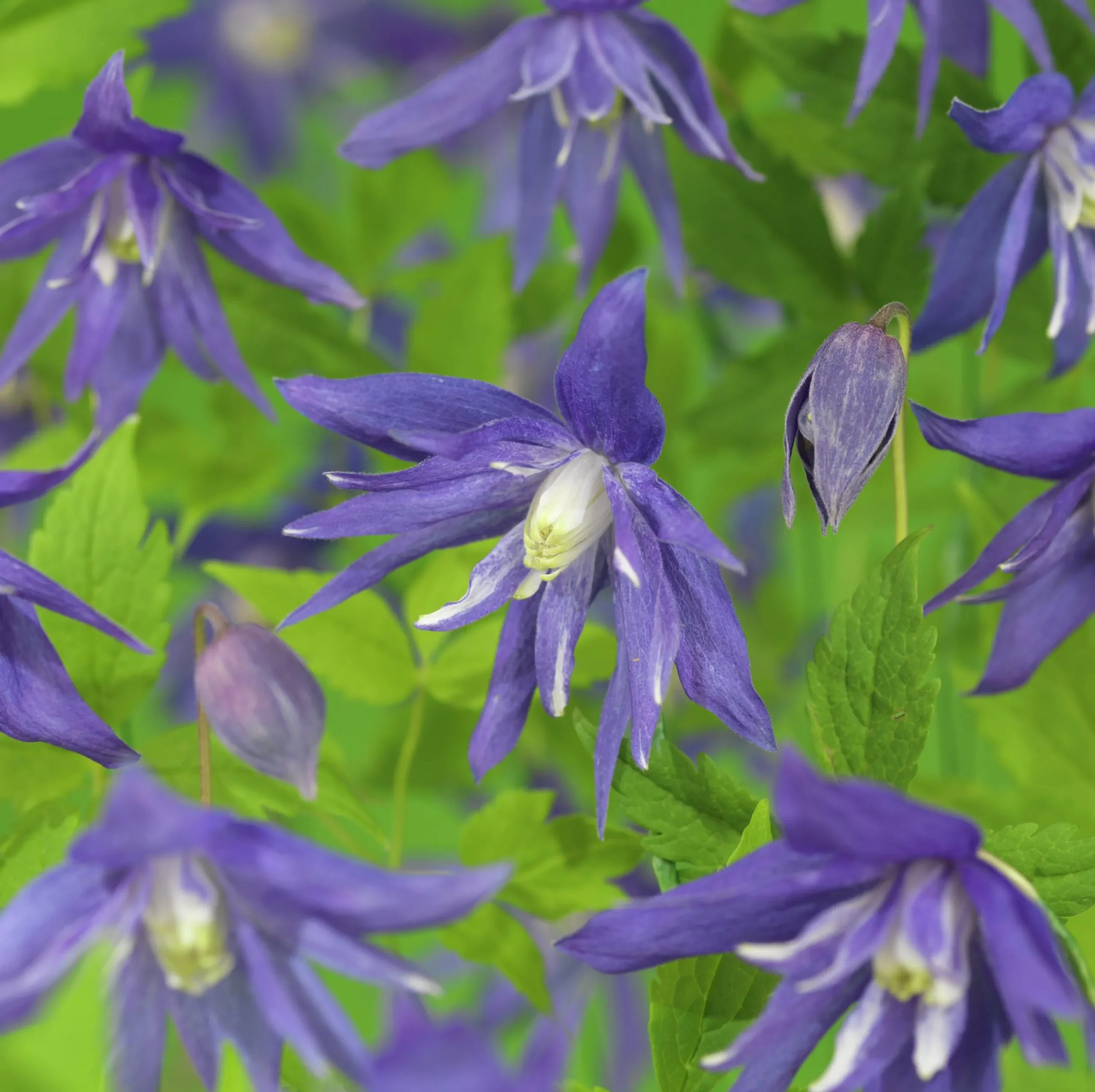 Klematis 'Maidwell Hall'>Omnia garden Best