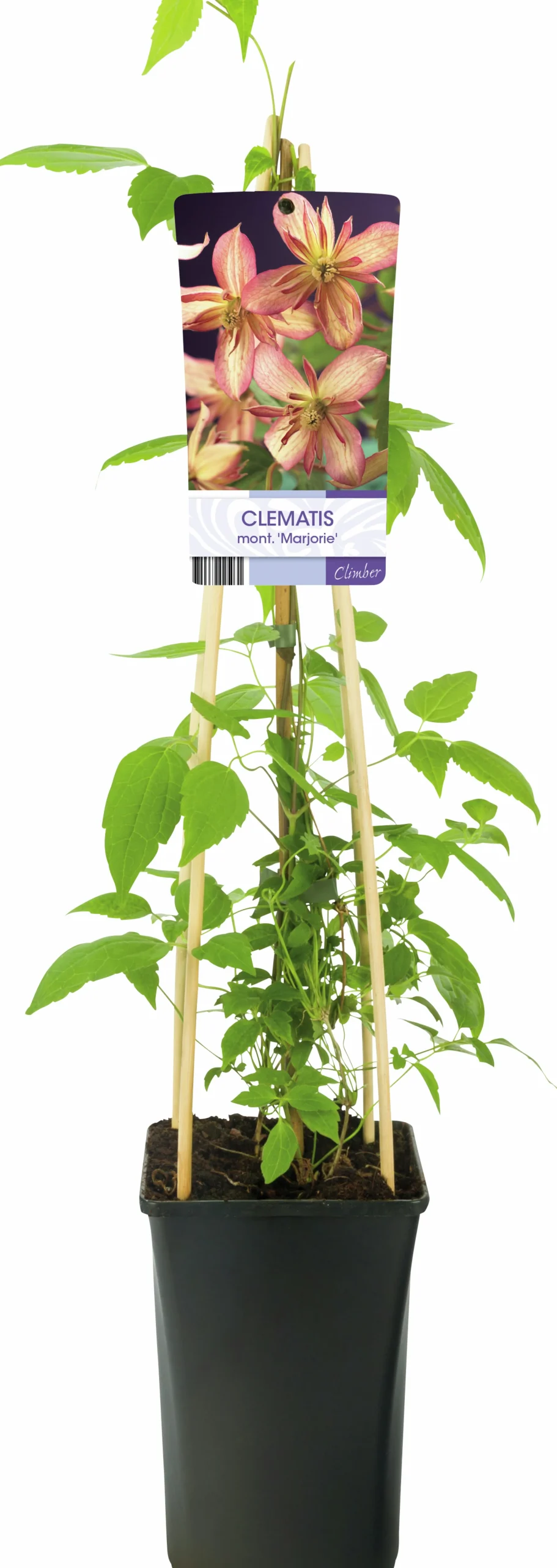 Klematis 'Marjorie'>Omnia garden New