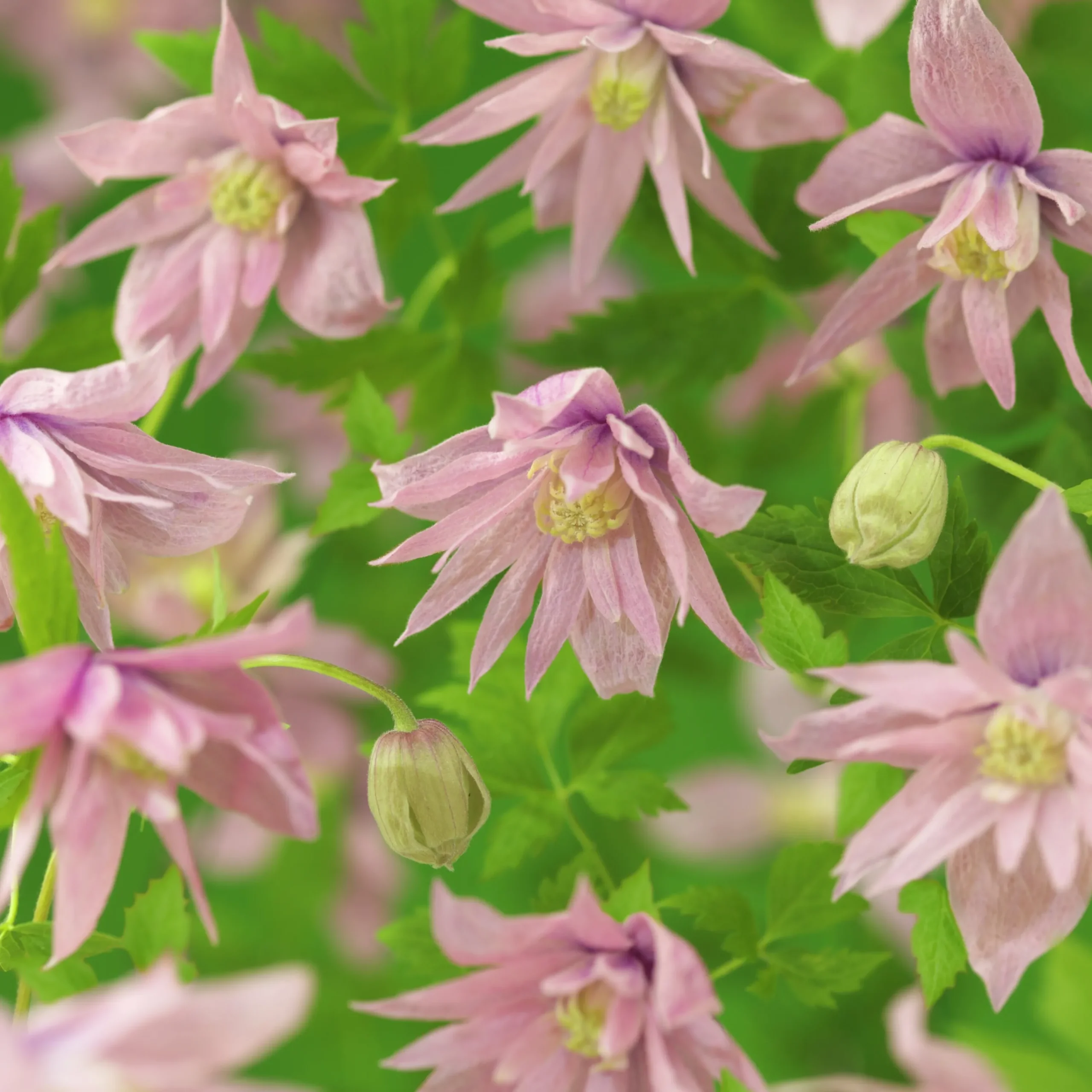 Klematis 'Markham's Pink'>Omnia garden Hot