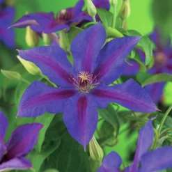 Klematis 'Mrs N. Thompson'>Omnia garden Clearance