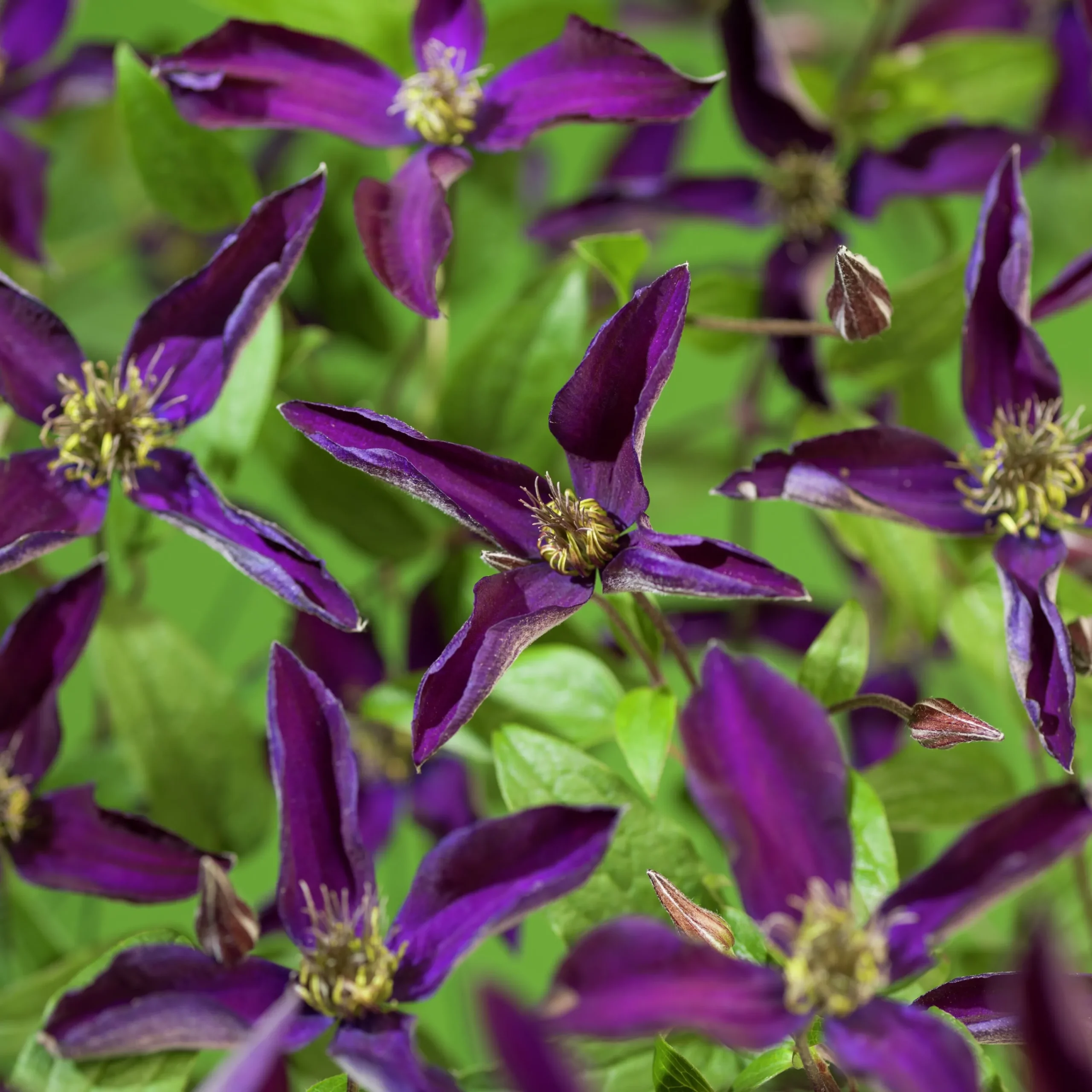 Klematis 'Noora'>Omnia garden Clearance