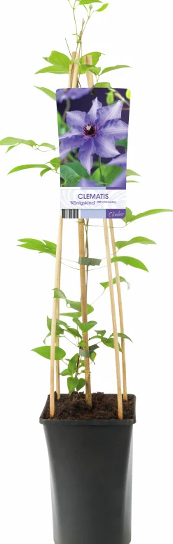 Klematis Patens 'Köningskind'>Omnia garden