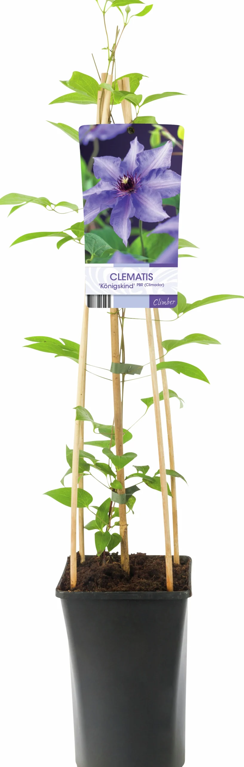Klematis Patens 'Köningskind'>Omnia garden