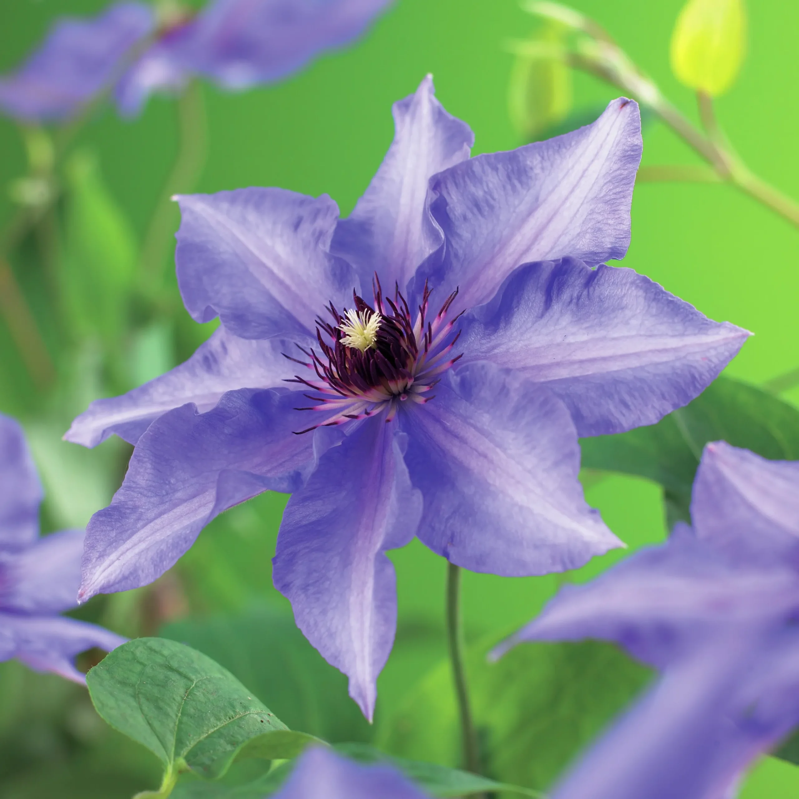 Klematis Patens 'Köningskind'>Omnia garden