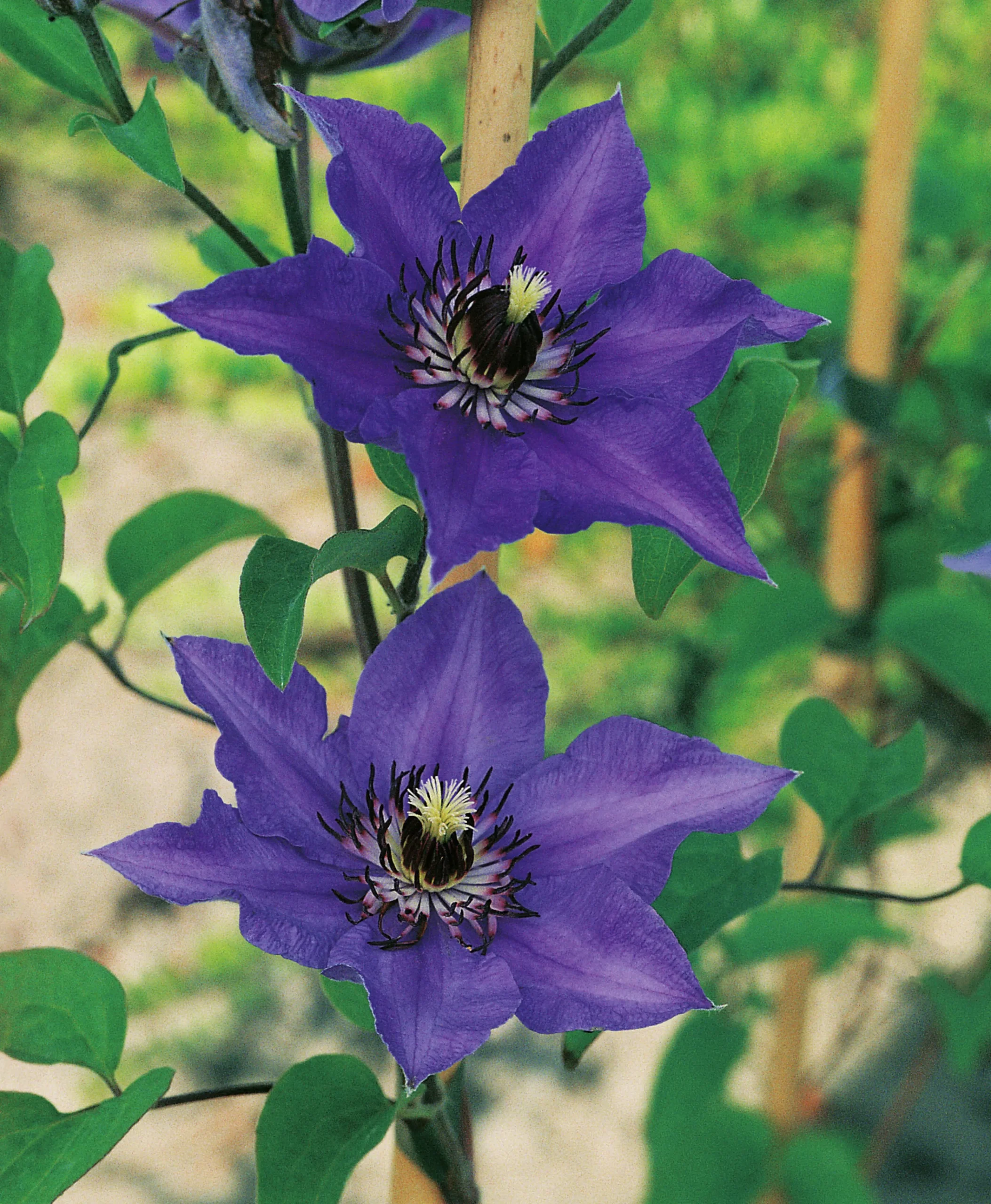 Klematis Patens 'Köningskind'>Omnia garden