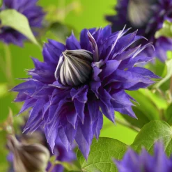 Klematis Patens 'Multi Blue'>Omnia garden Discount