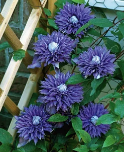 Klematis Patens 'Multi Blue'>Omnia garden Discount