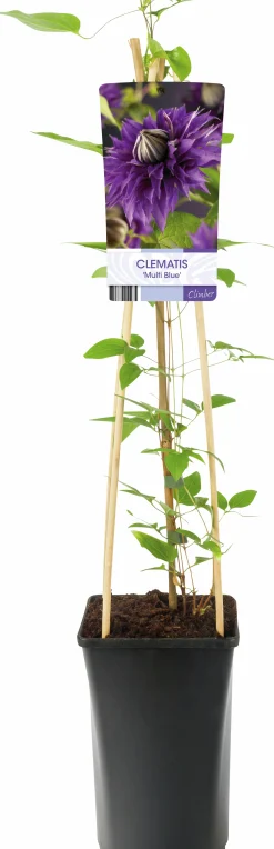 Klematis Patens 'Multi Blue'><noscript><img width=