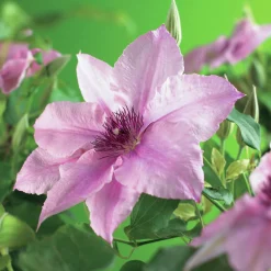 Klematis 'Pink Fantasy'>Omnia garden New