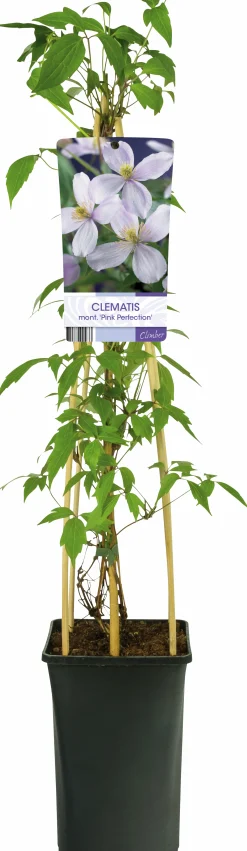 Klematis 'Pink Perfection'>Omnia garden Clearance