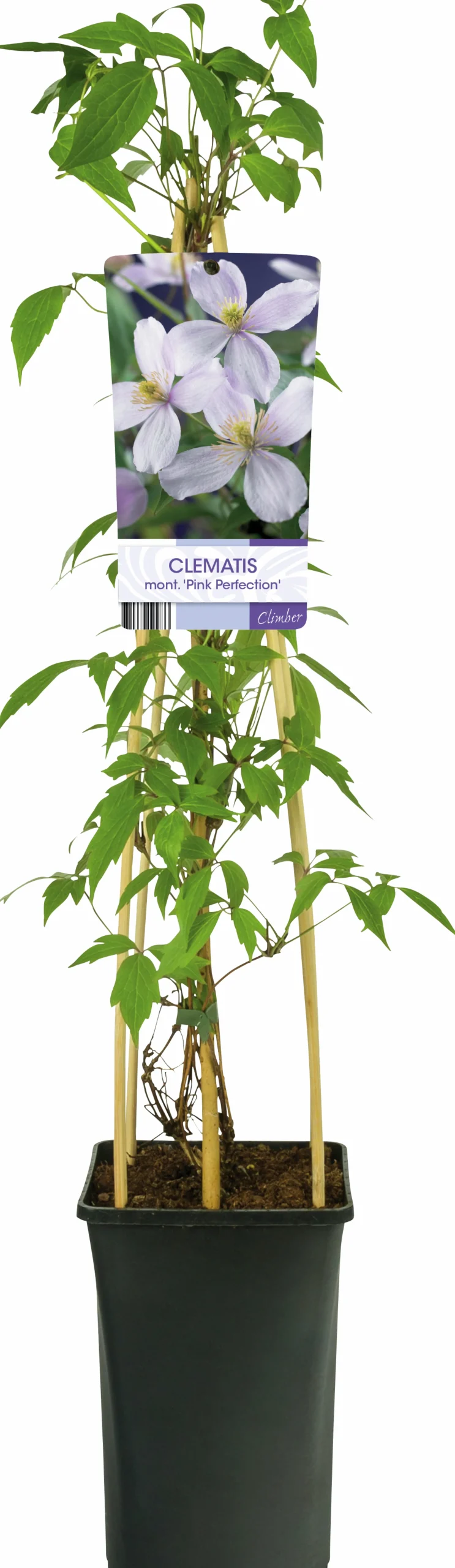 Klematis 'Pink Perfection'>Omnia garden Clearance