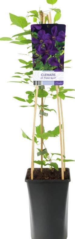 Klematis 'Polish Spirit'>Omnia garden Outlet