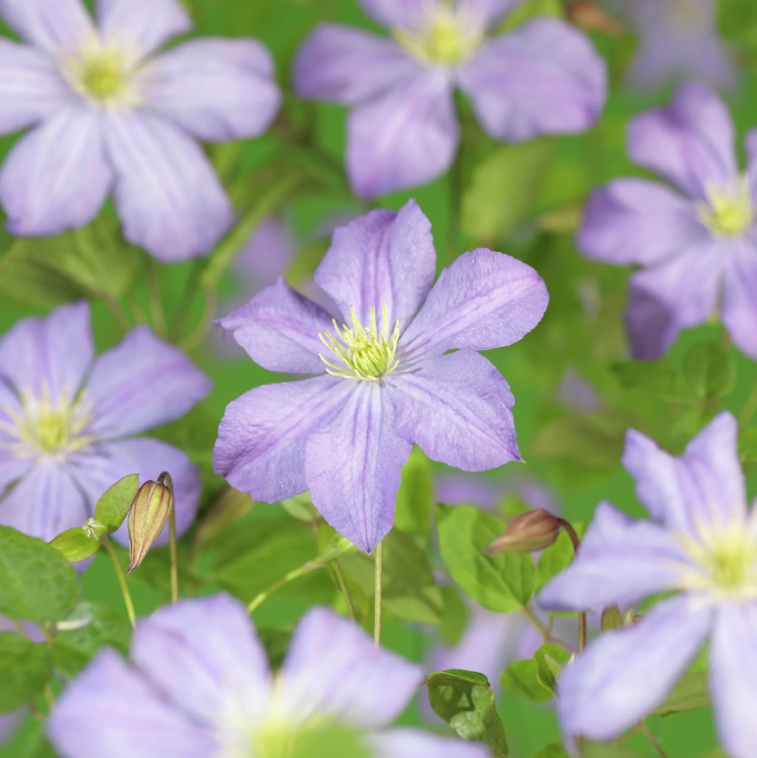 Klematis 'Prince Charles'>Omnia garden Hot