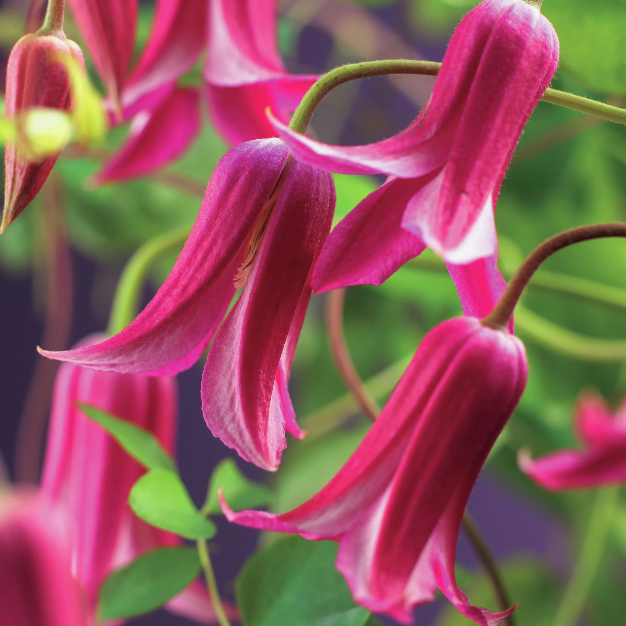 Klematis 'Princess Diana'>Omnia garden Sale