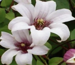Klematis 'Princess Kate'>Omnia garden Online
