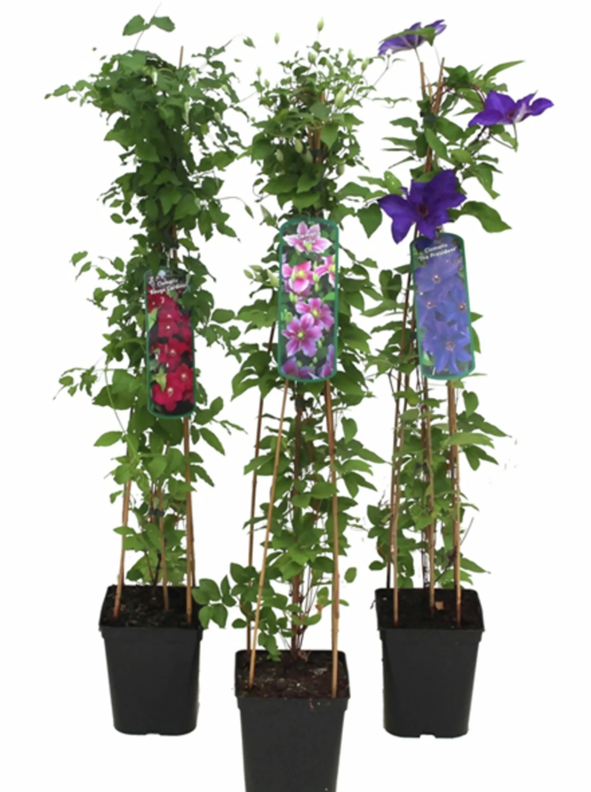 Klematis Pyramid Mix>Danblumen New