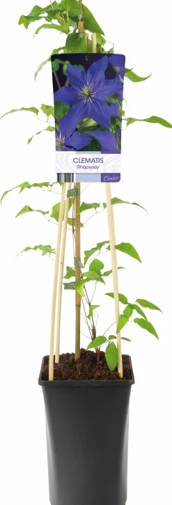 Klematis 'Rhapsody'>Omnia garden New
