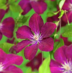 Klematis 'Rouge Cardinal'>Omnia garden Hot