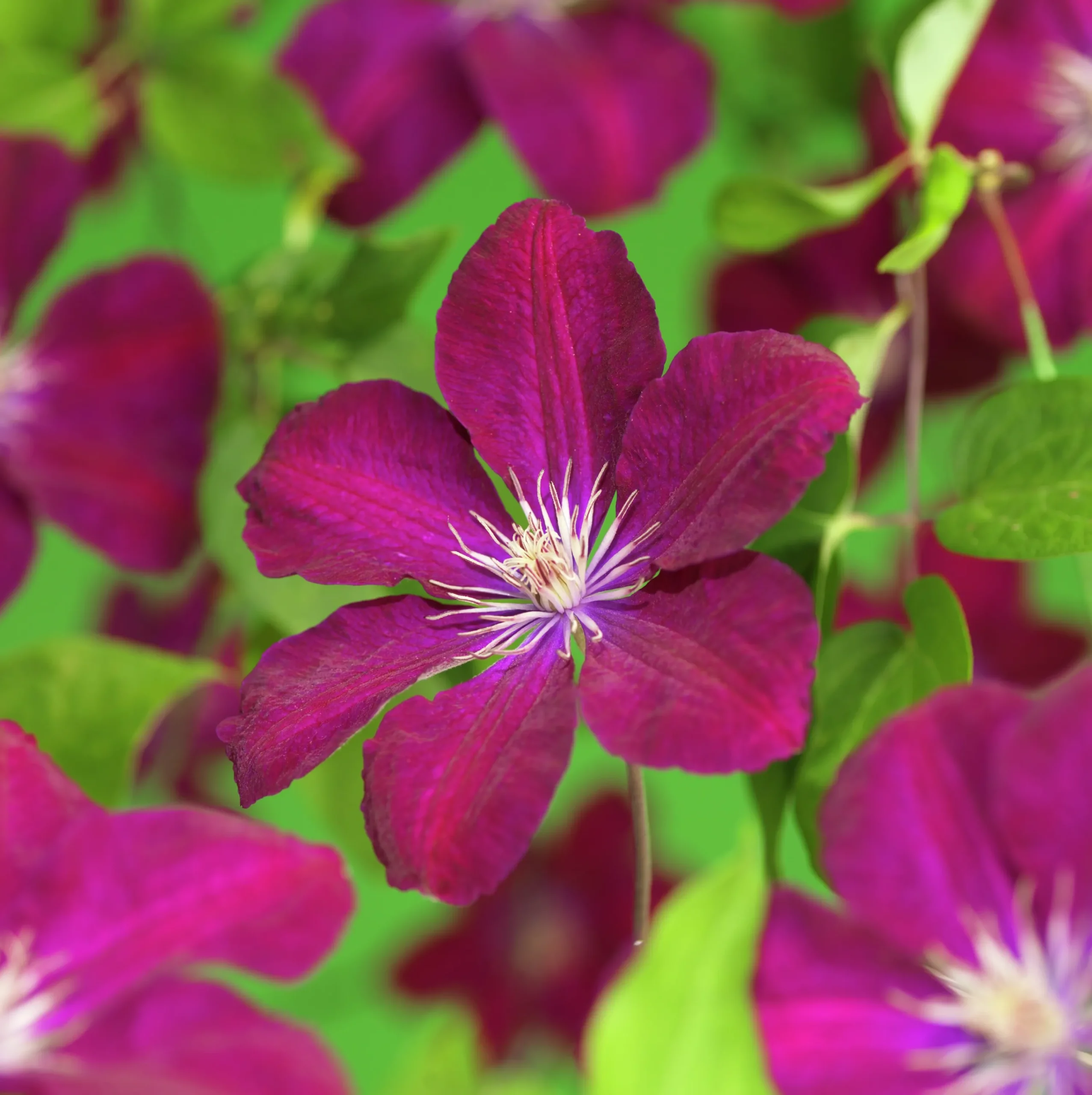 Klematis 'Rouge Cardinal'>Omnia garden Hot