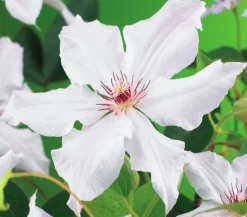 Klematis 'Snow Queen'>Omnia garden New