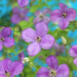 Klematis 'So Many Lavender Flowers'>Omnia garden Outlet