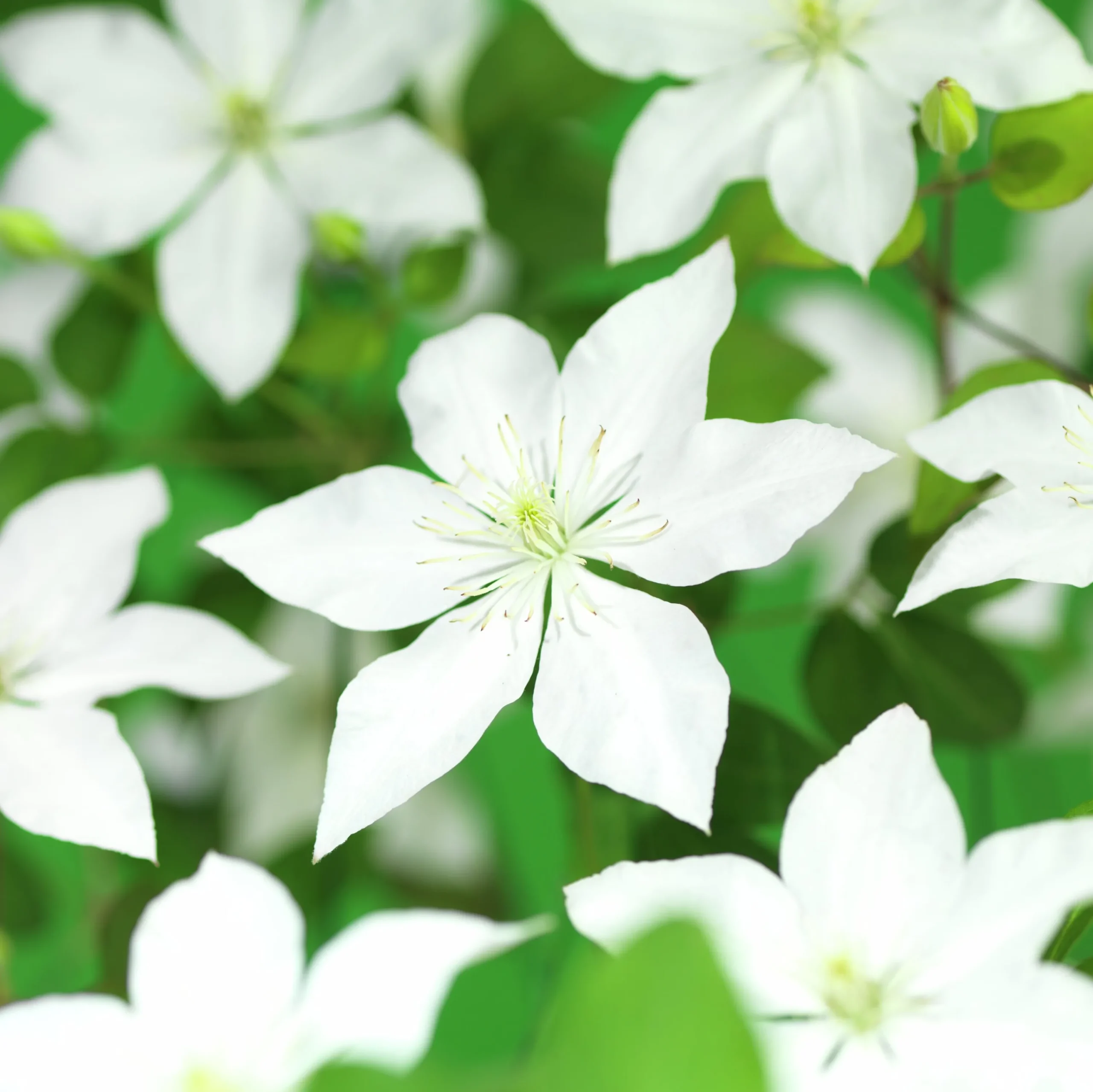 Klematis 'So Many White Flowers'>Omnia garden Online