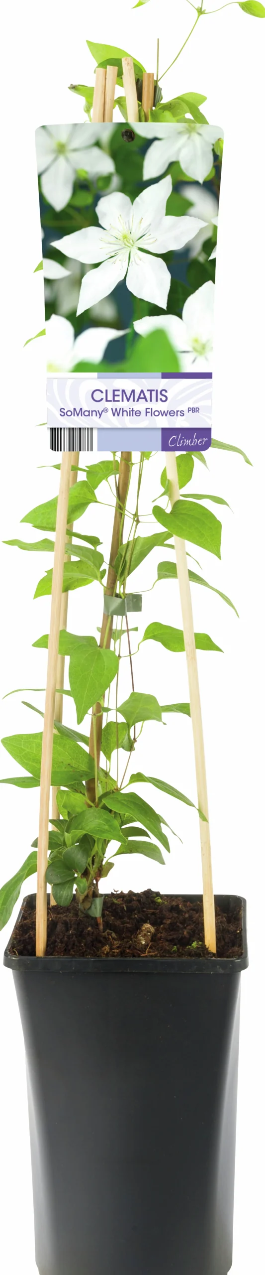 Klematis 'So Many White Flowers'>Omnia garden Online