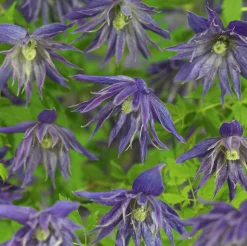 Klematis 'Spiky'>Omnia garden Hot