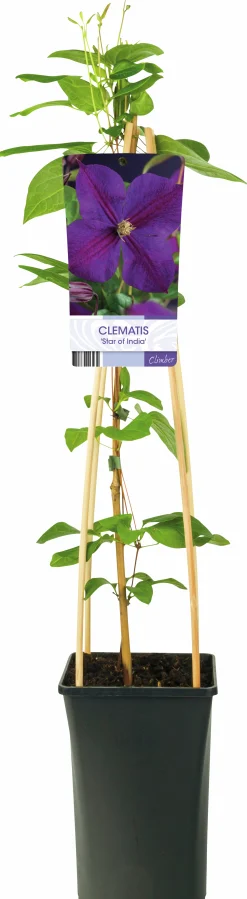Klematis 'Star of India'>Omnia garden Hot