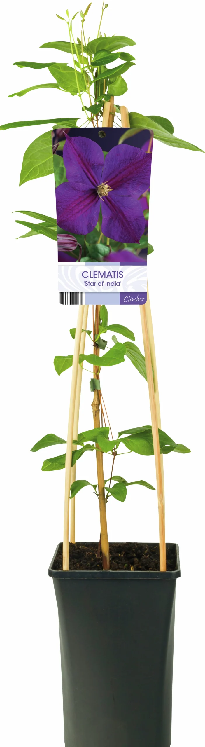 Klematis 'Star of India'>Omnia garden Hot